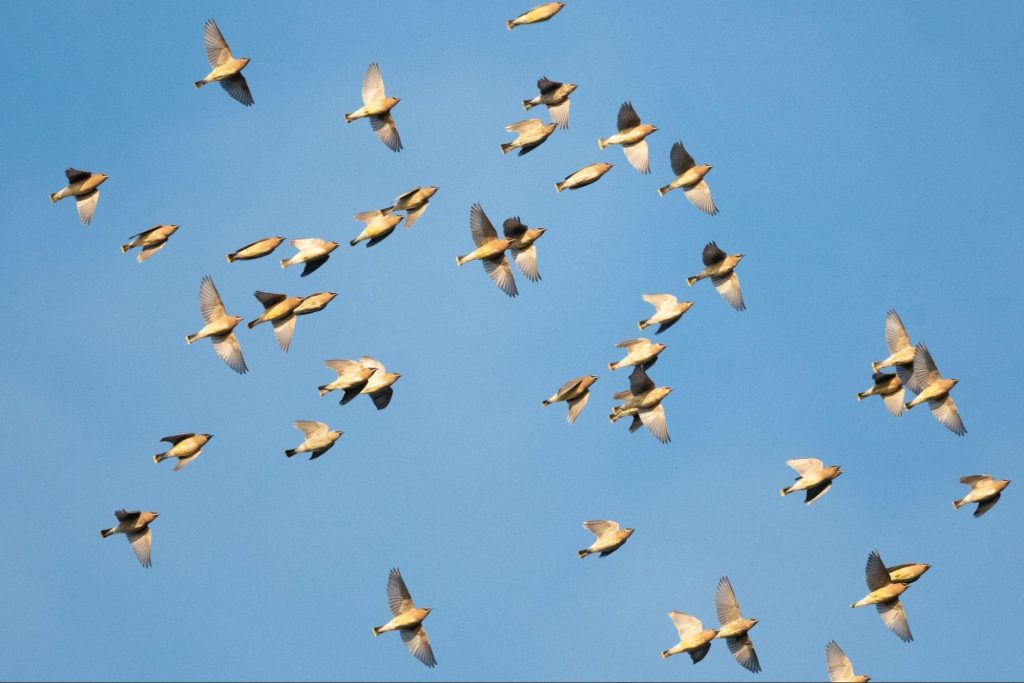 Cedar Waxwings by Jonathan Irons